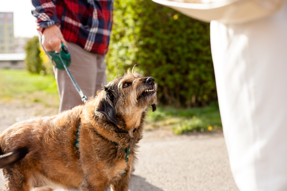 Florida dog bite attorney